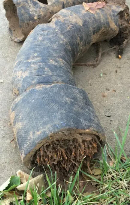 Tree roots in pipes A broken black pipe with tree roots growing through its interior lies on grass and concrete.